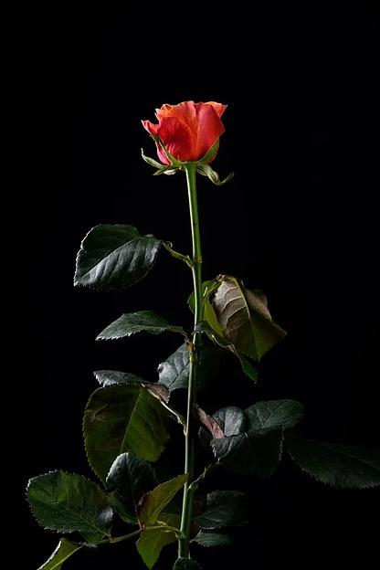 Роза «Espania» фото 1