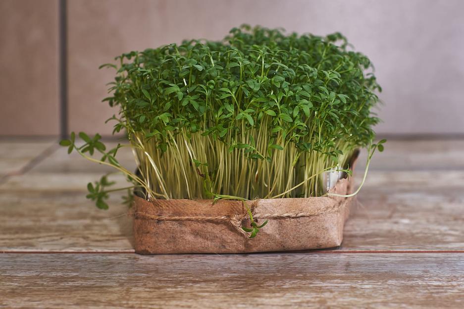 Кресс-салат ОПТ фото 2