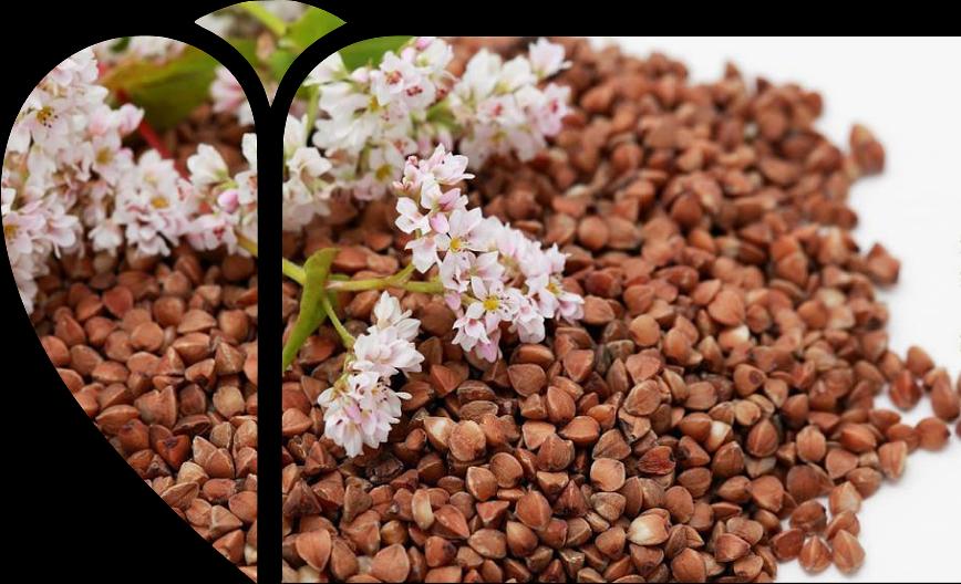 Крупа гречневая высший сорт 50 кг ОПТ фото 2