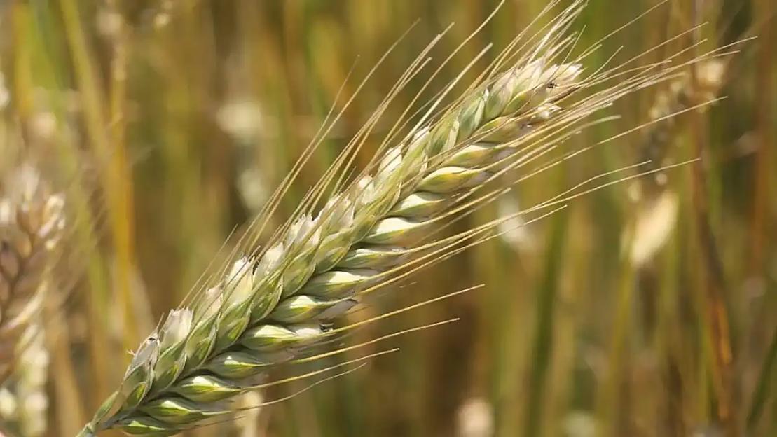 Семена ячменя сорт «Нур» ЭЛ опт фото 1