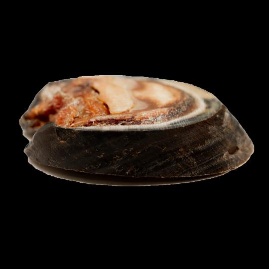 Лакомство для собак — Копыта коня, опт фото 1