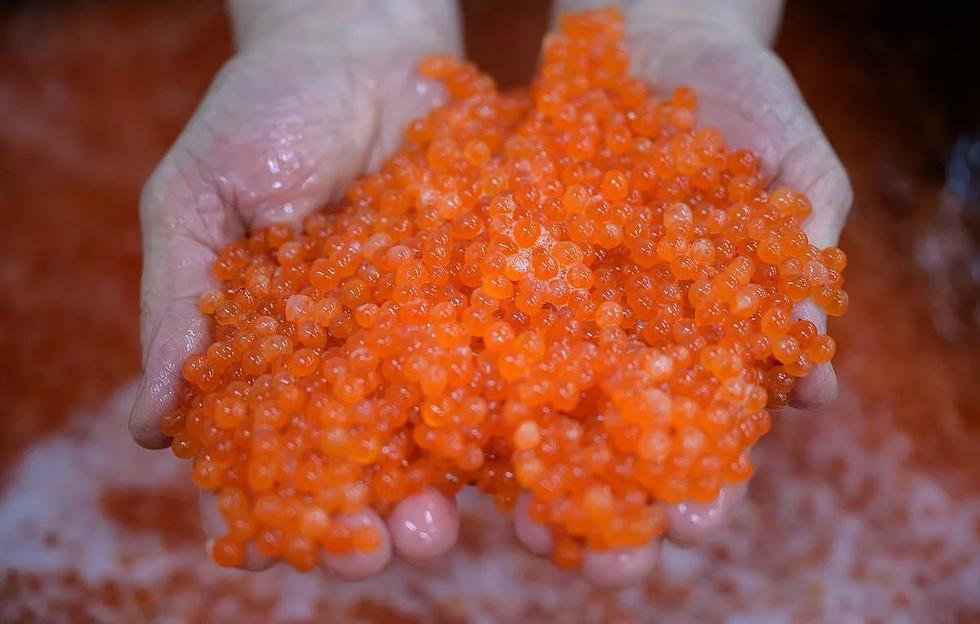 Икра в жестяной банке 95 гр (Лососевых рыб) ОПТ  фото 1