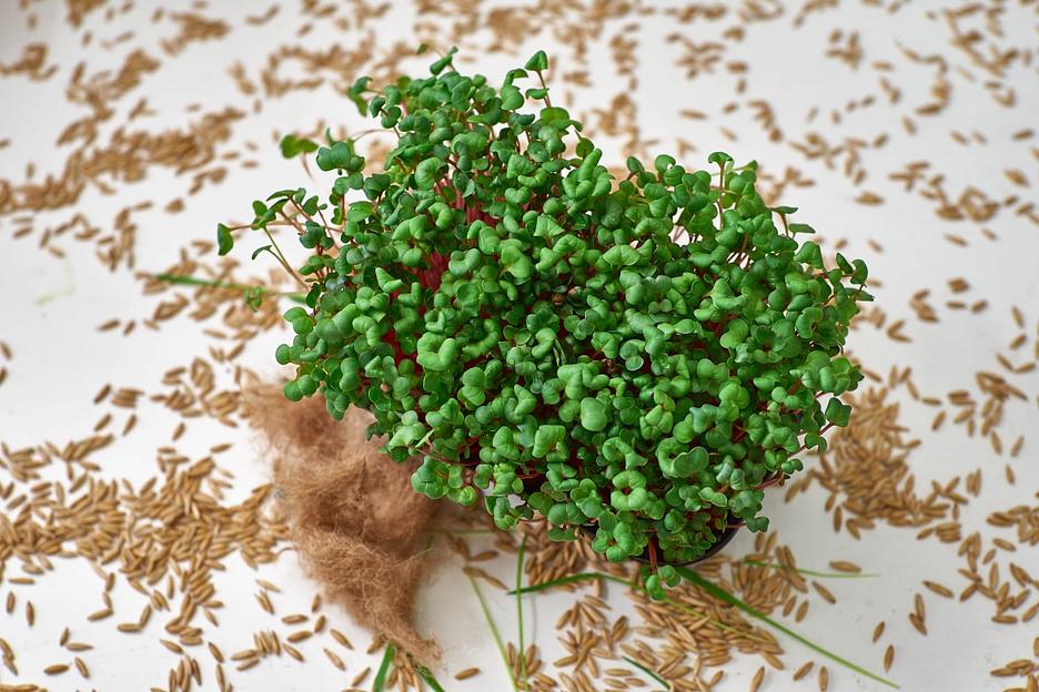 Микрозелень редис Red coral ОПТ фото 5