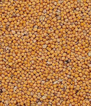 Семена горчицы белой фото 1