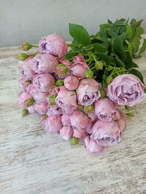 Розы сорта Лавендер Бабблс ОПТ фото 3