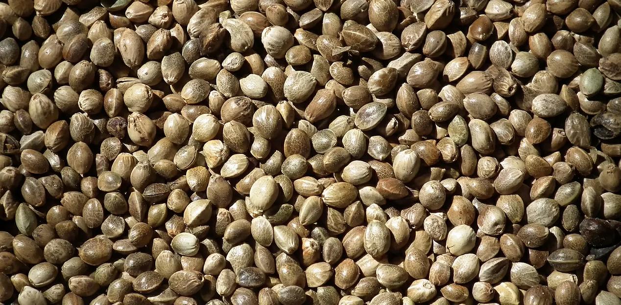 Семена технической конопли фото 1