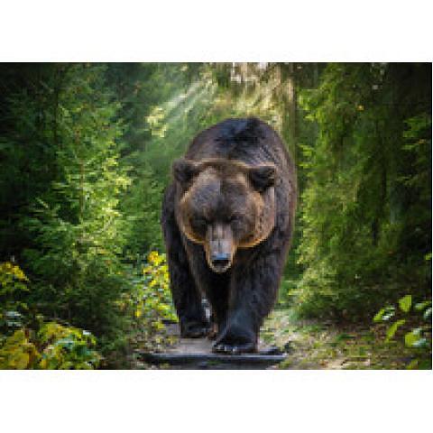 Пазл 1500 элементов Медведь гризли на охоте, ФРЕЯ PZL-1500/27 фото 1
