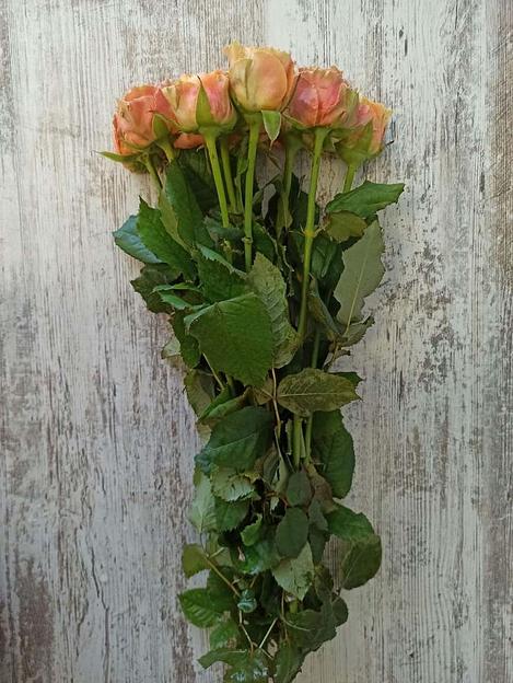 Розы сорта Кантри Луиза Спирит ОПТ фото 1