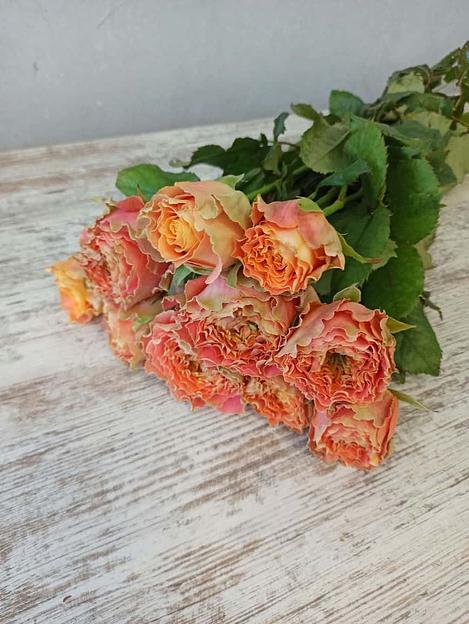 Розы сорта Кантри Луиза Спирит ОПТ фото 2