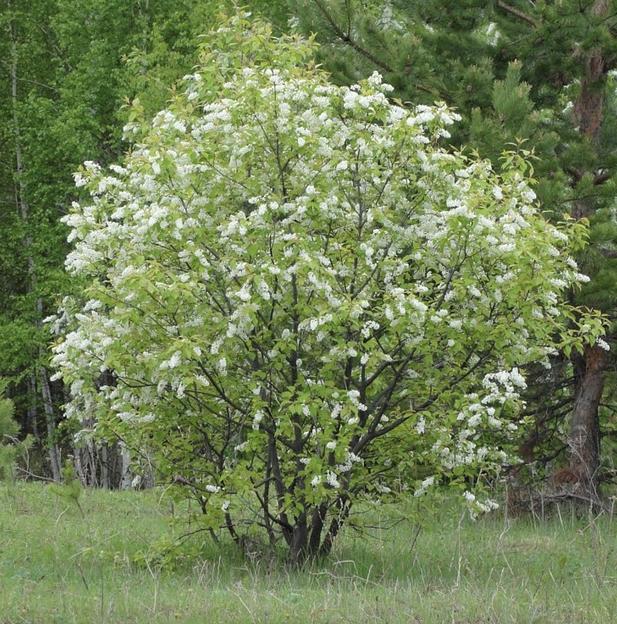 Саженцы черёмухи сортовой от 1 до 3 м фото 1