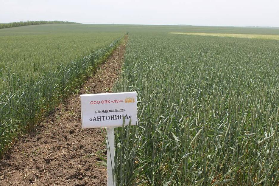 Пшеница мягкая озимая «Антонина» опт фото 1