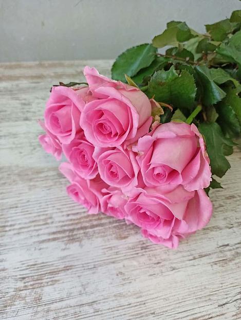 Розы сорта Ревиваль ОПТ фото 1