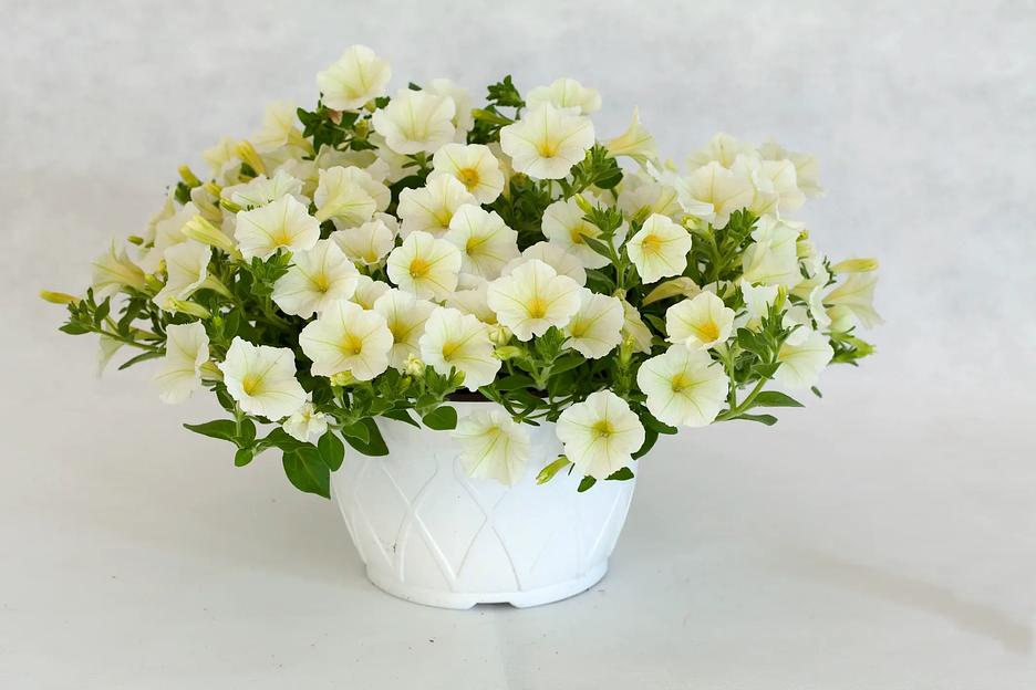 Семена посевные Петуния Элегант «Фулвия F1» ОПТ фото 2