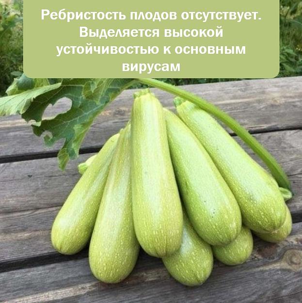 Семена кабачка «Марселла», опт фото 4