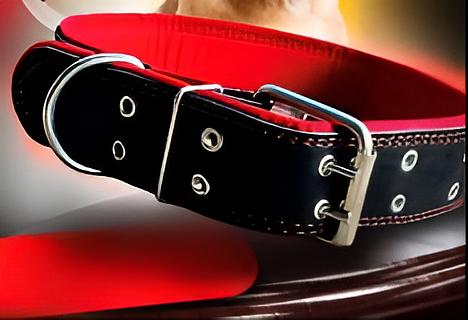 Ошейник из натуральной кожи, подкладка фетр 2XL ОПТ фото 1