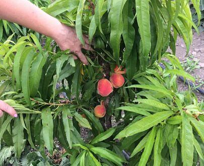 Саженец персикового дерева фото 3