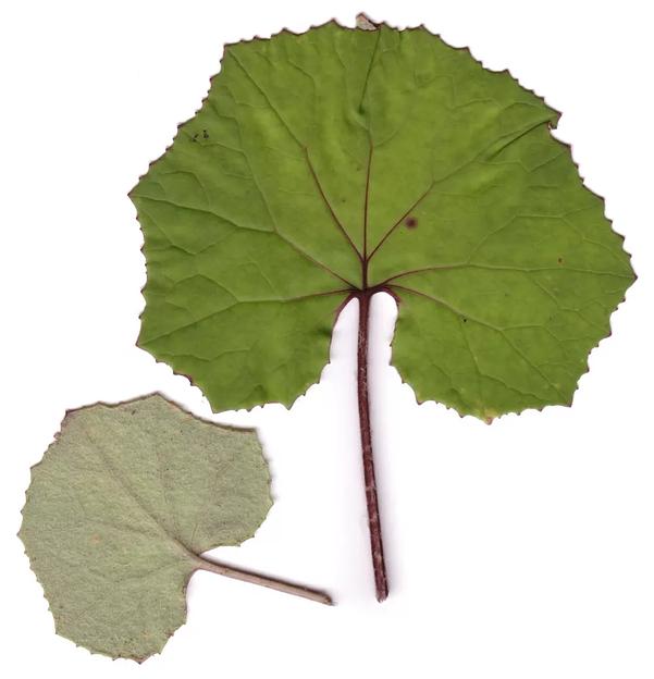 Листья мать-и-мачехи обыкновенной фото 1