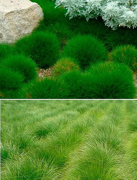 Трава газонная «Овсяница тростниковая» ОПТ фото 1