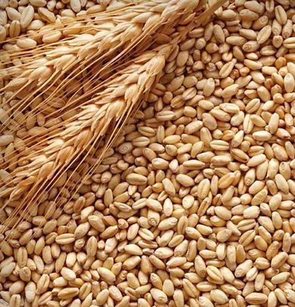 Ячмень 40 кг опт фото 1