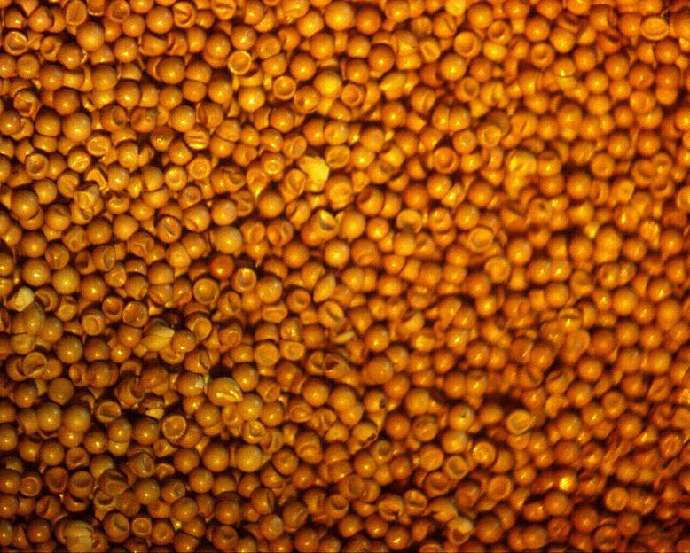 Цисты артемии сухие опт фото 1