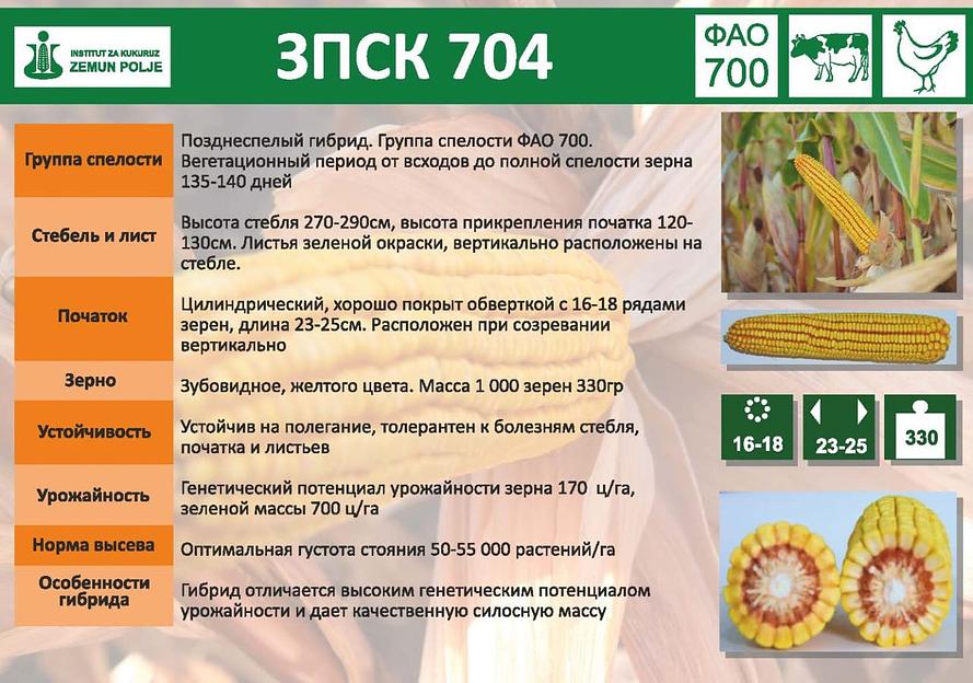 Семена кукурузы «ЗПСК 704» опт фото 2