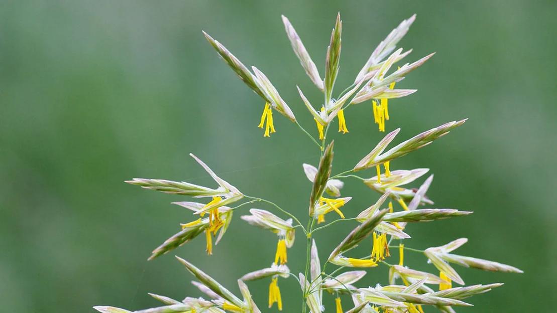 Семена - Кострец безостый, Ростовская область фото 1