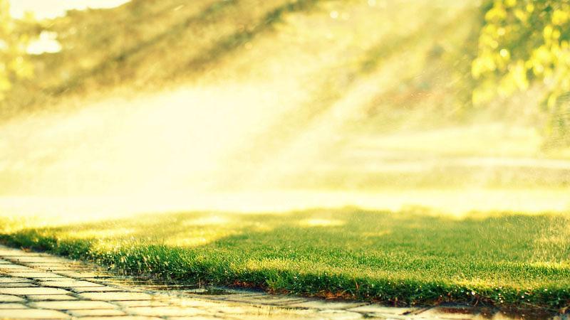 Травосмесь «Английский газон» фото 1