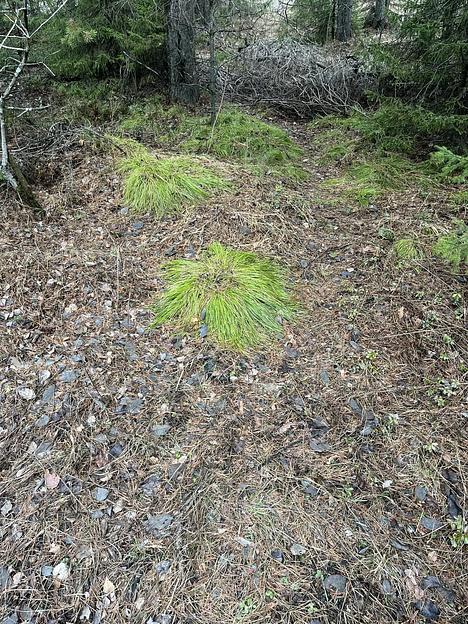 Полог Маскировочный «Зелёнка» фото 3