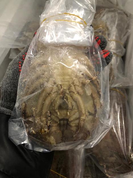 Песчаный лобстер замороженный фото 5
