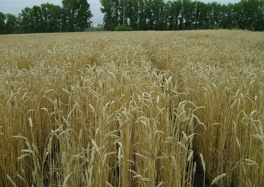 Семена пшеницы мягкой озимой «Омская озимая» фото 1