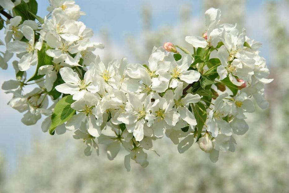 Саженцы декартивных культур «Яблоня сибирская» фото 1