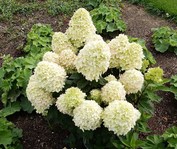 Гортензия метельчатая (Hydrangea paniculata Bobo) опт фото 1