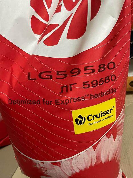 Гибрид семян подсолнечника LG 59580 фото 6