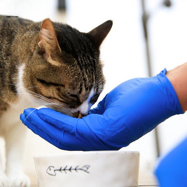 Перчатки нитриловые AMMEX S, M, L, XL 100 шт/10 уп фото 5