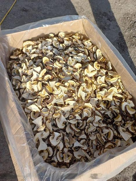 Белый гриб сорт «Экстра» фото 1