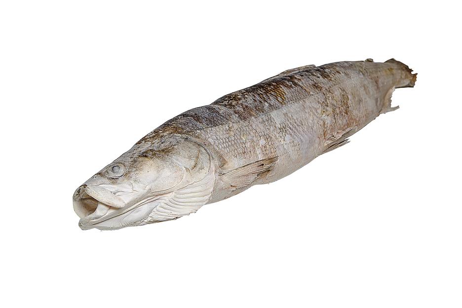 Нельма свежемороженая фото 1