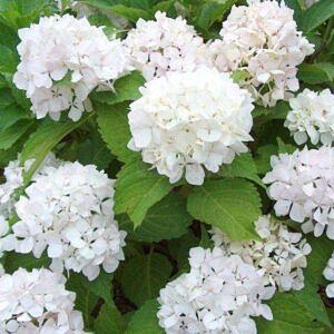 Гортензия крупнолистная (Hydrangea macrophylla First White) опт фото 1