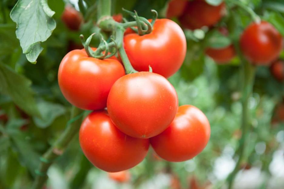 Семена томатов F1 «Рахат» опт фото 3