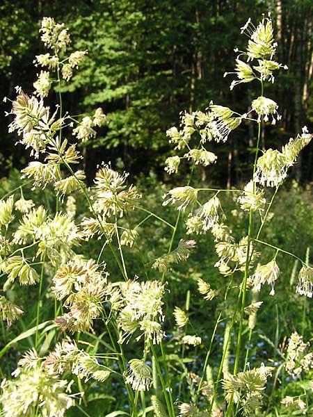 Семена ежи сборной «ВИК» опт фото 1