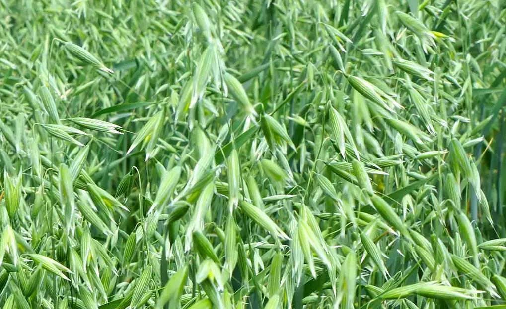 Семена овса сорт «Конкур» РС1 опт фото 1