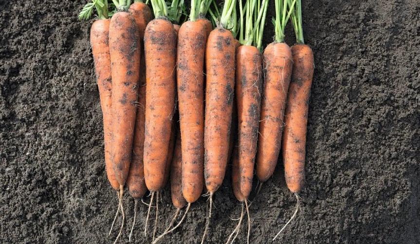 Морковь столовая фото 1