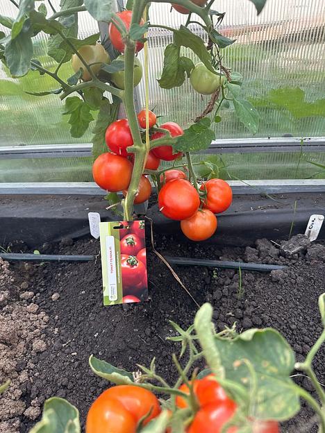 Семена посевные Томат «Гелена F1» ОПТ фото 4