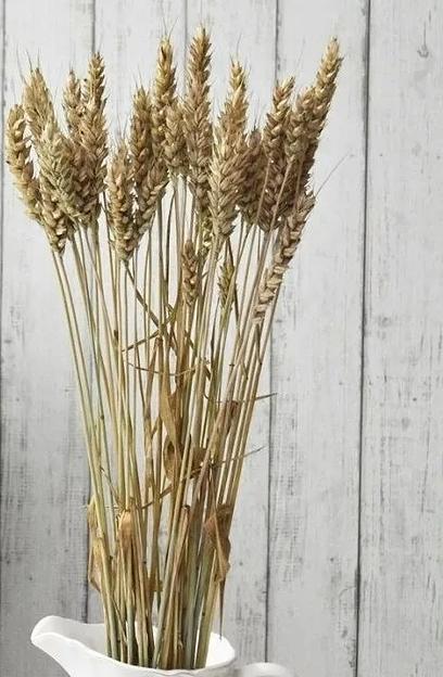 Пшеница тритикум пучок 30 колосков, 45-50 см опт фото 1