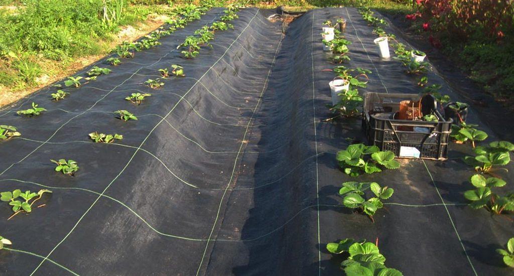 Укрывной материал SpanLux 60 черный опт фото 4