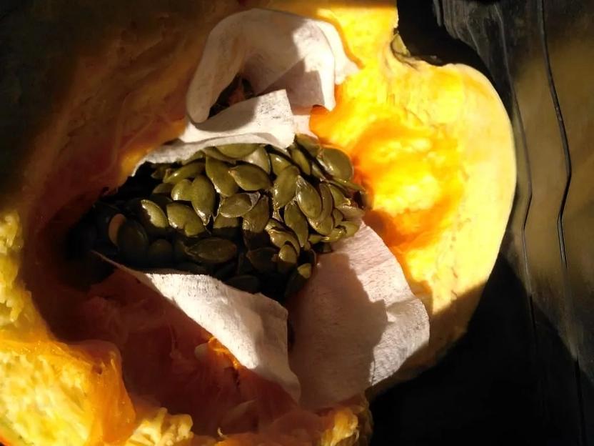 Семена тыквы «Штрийская голосемянная» фото 1