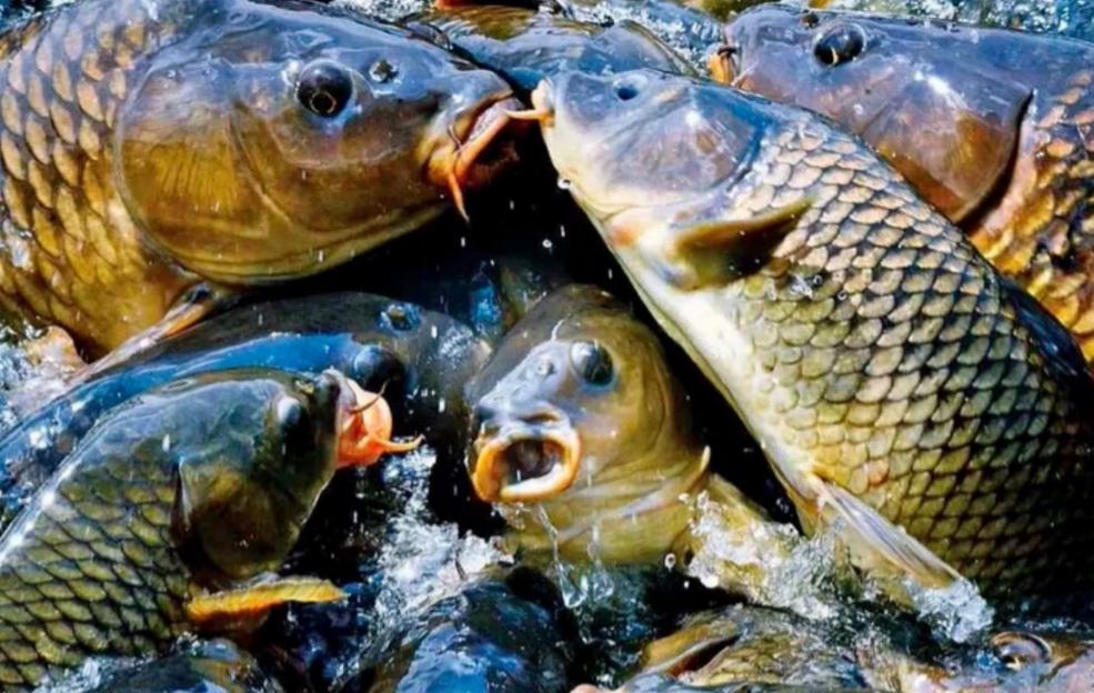 Сазан каспийский золотистый 2-5 кг ОПТ фото 1