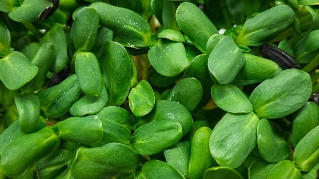 Микрозелень подсолнечник ОПТ фото 3