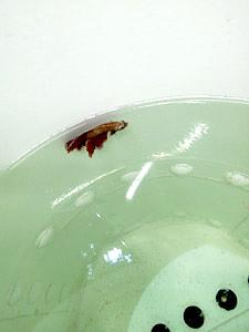 Бассейны для разведения рыбы фото 2