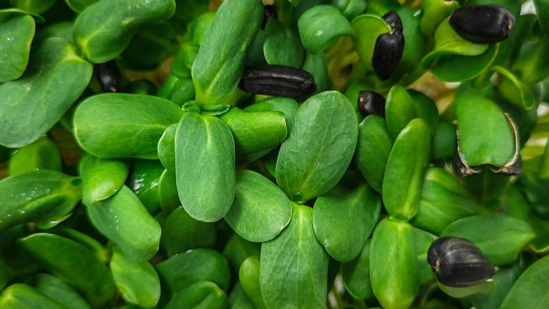 Микрозелень подсолнечник ОПТ фото 4