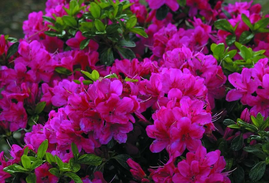 Азалия\Рододендрон (Rhododendron Astrid) опт фото 1